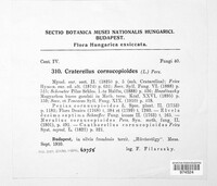 Craterellus cornucopioides image